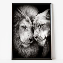 quadro leão e leoa-preto e branco 01 - Quadro de Leão Grande